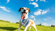 Dog Bandana for Small Medium Large Dogs, Cat Kerchief Blue Plaid, Triangle Bibs Scarf for Girl or Boy